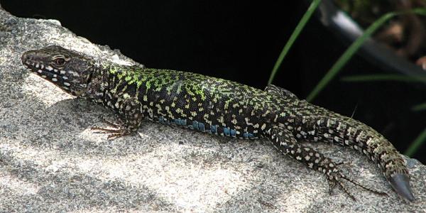 Photo of Podarcis muralis by May Kald